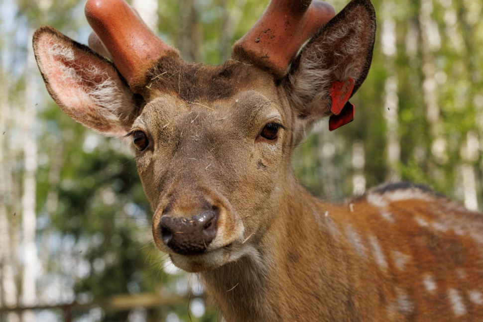 Оленья тропа. Изображение 3
