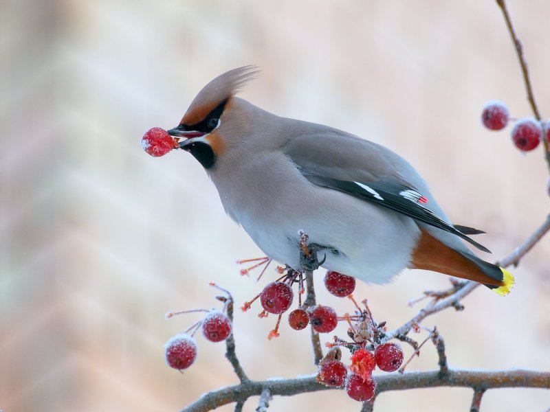 Занятие: Путешествие семечка. Изображение 2