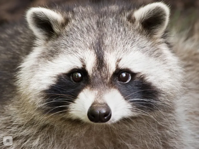 ТутЕнот. Изображение 2