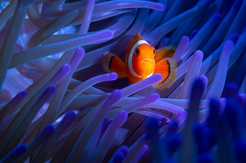 Дикий подводный мир. Изображение 2