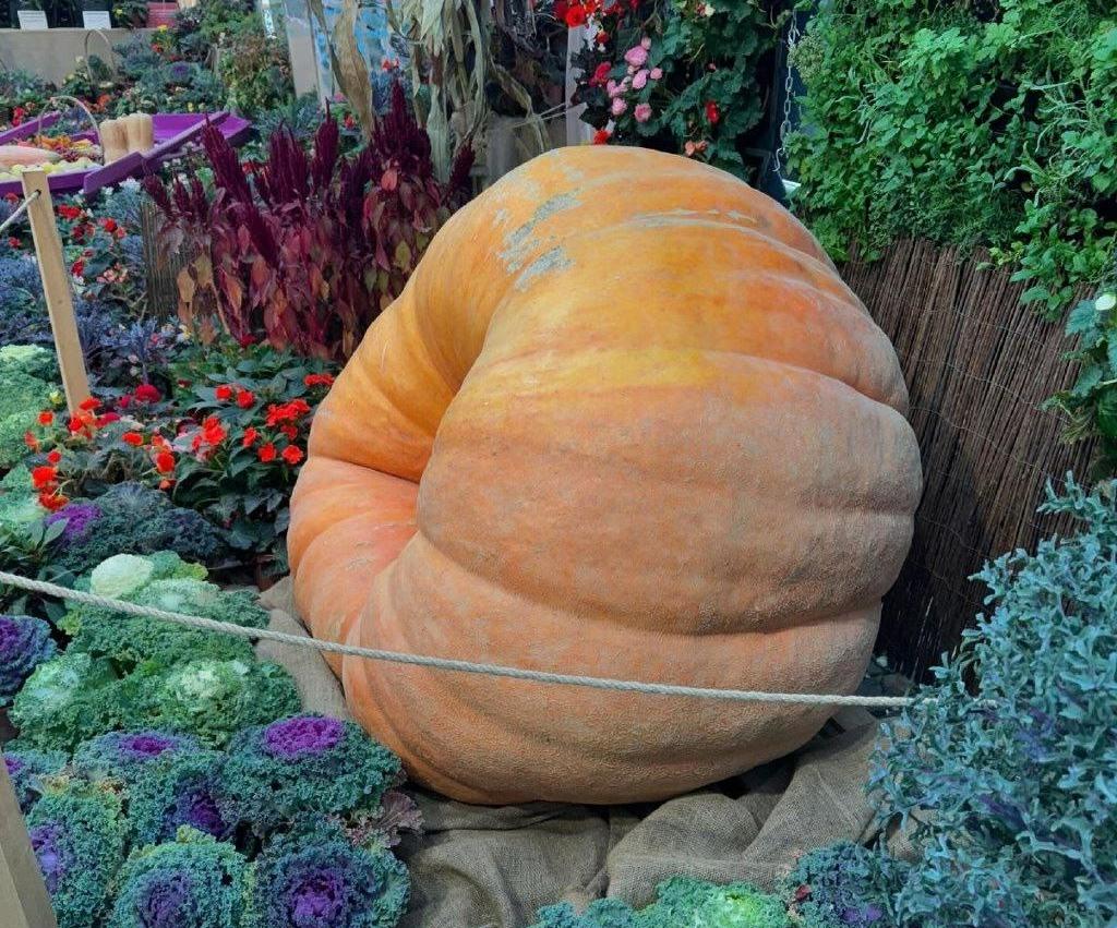 Выставка «Овощи-гиганты». Изображение 7