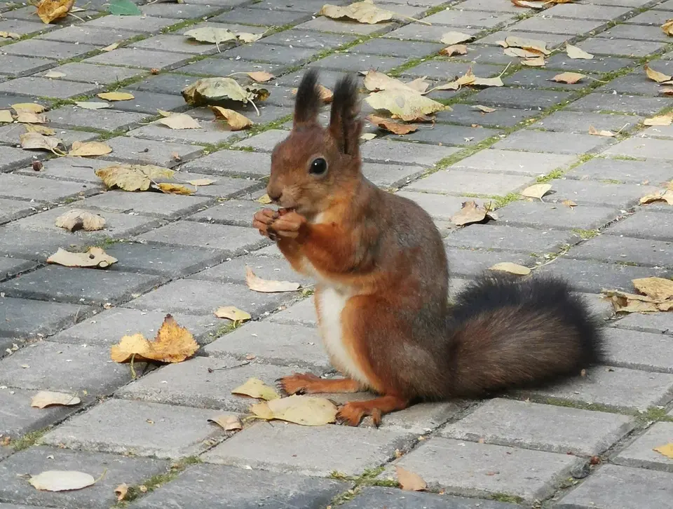 Парк "Рассказовка". Изображение 5