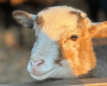 Зоопарк во Vnukovo Outlet Village. Изображение 6