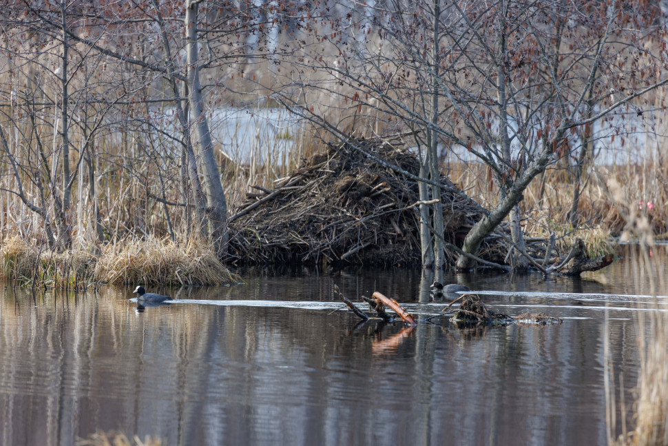 Экологическая тропа «Заповедный лес». Изображение 4