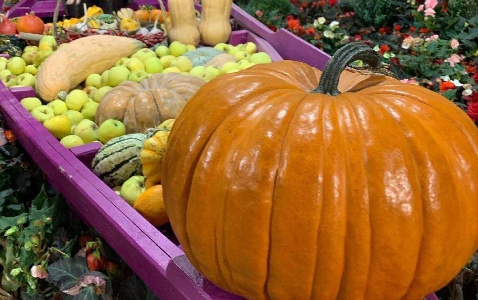 Выставка «Овощи-гиганты». Изображение 5