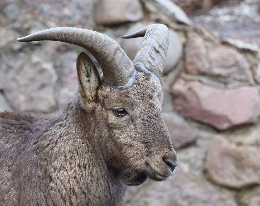 Московский Зоопарк. Изображение 10
