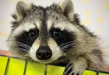 Антикафе "Енот-банда" на Семеновской. Изображение 7