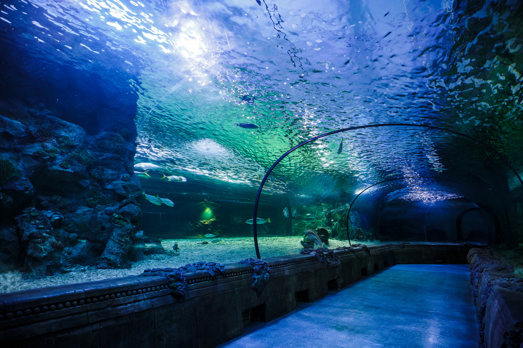 Океанариум в ТРЦ "РИО". Изображение 2