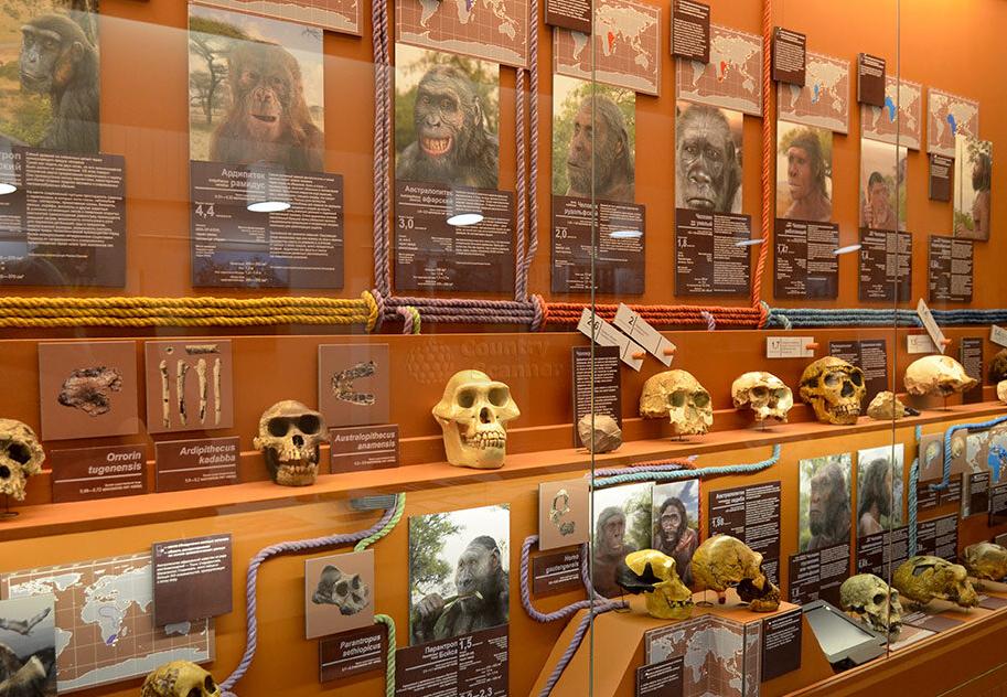 Павильон № 31 Геология. Биологический музей им. К. А. Тимирязева. Изображение 5