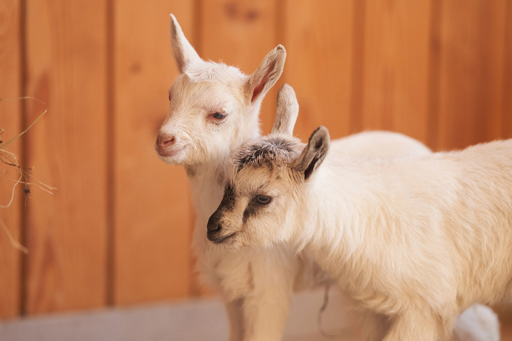 Городская ферма на ВДНХ. Изображение 5