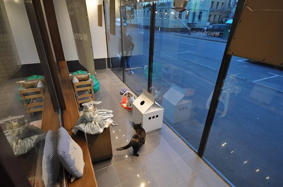 Котокафе "Котики и люди". Изображение 8