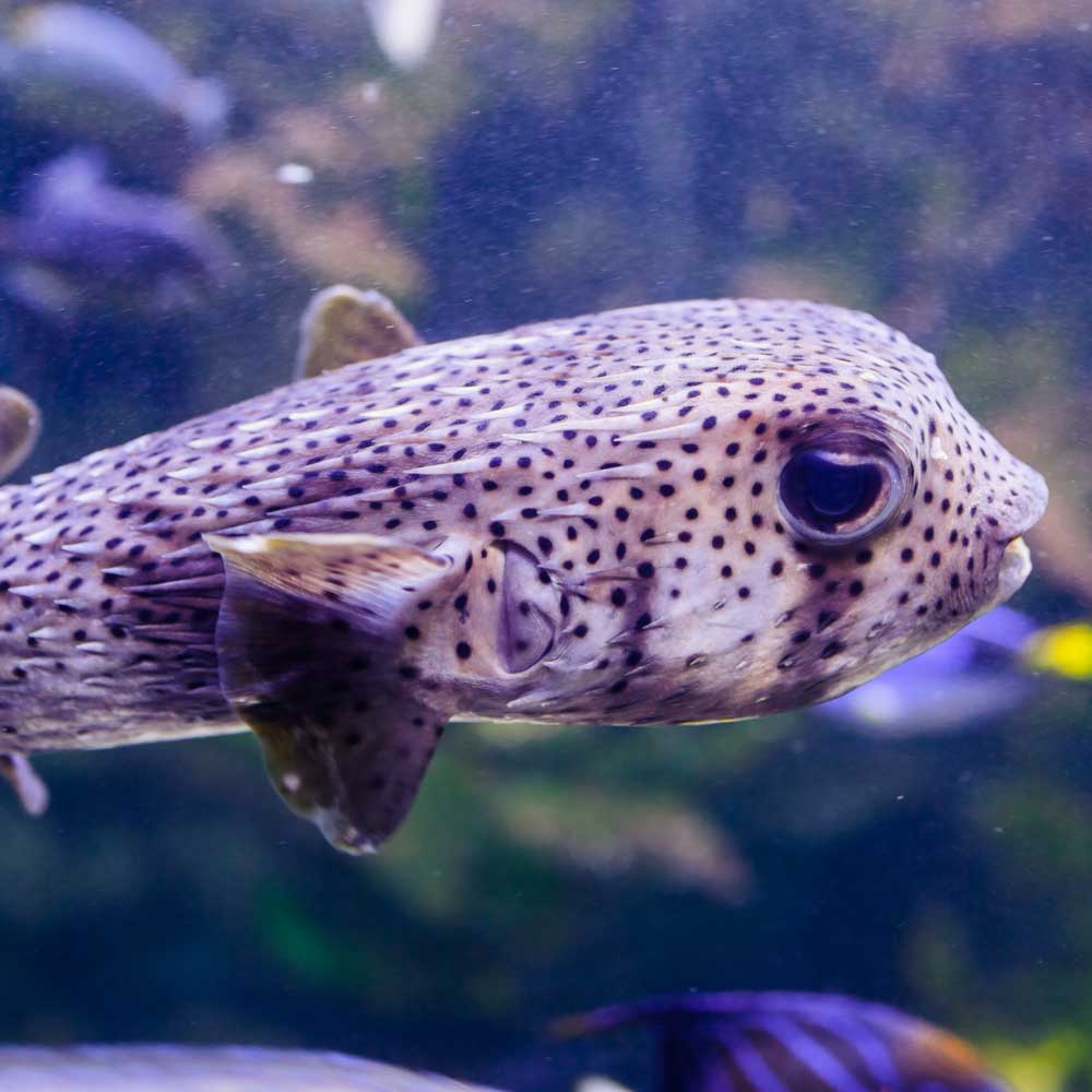 Крокус Сити Океанариум. Изображение 5