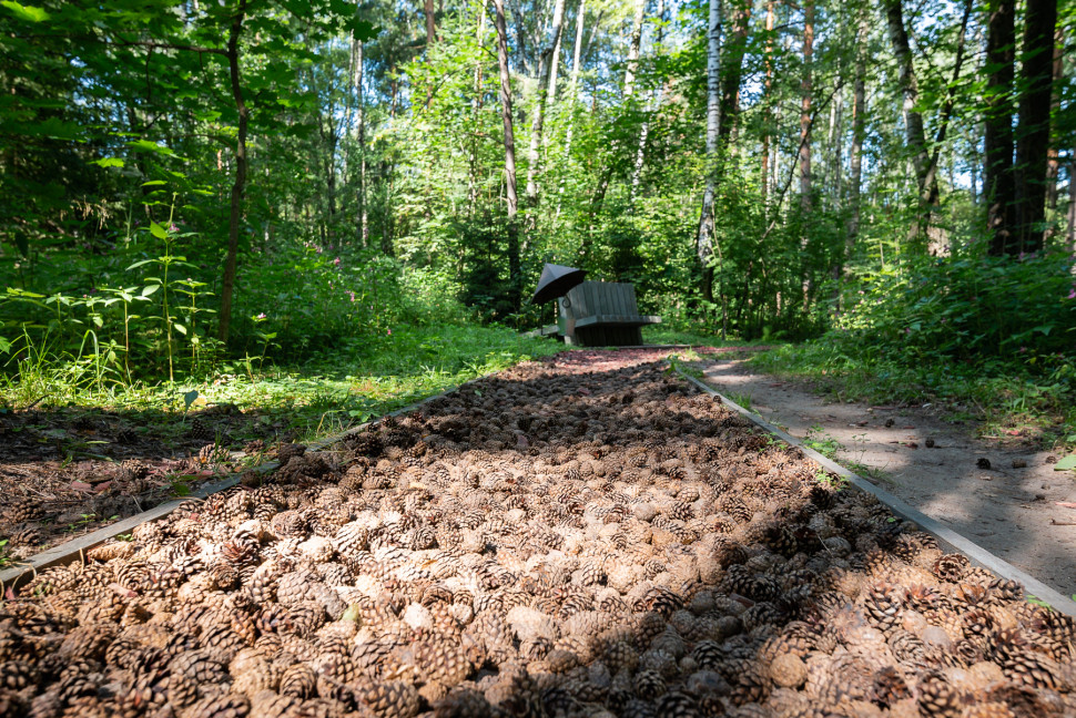 Босоногая тропа в Лосином острове. Изображение 2