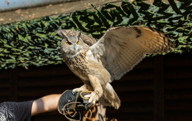 Соколиный двор в Коломенском. Изображение 2