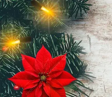 Italian Week Festival. Изображение 1