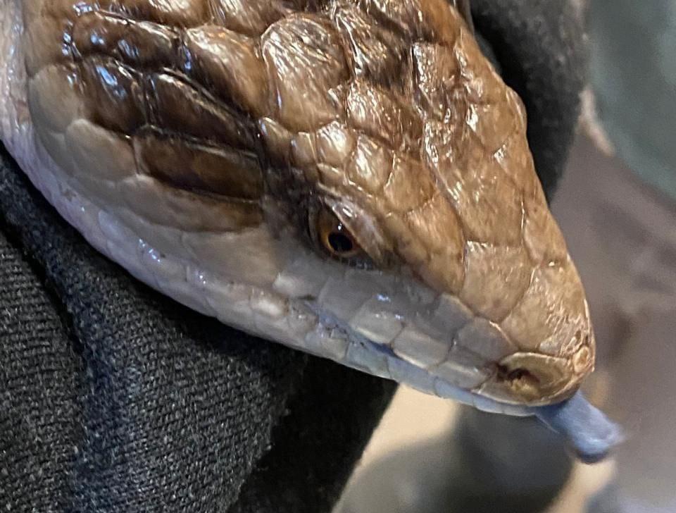 Антикафе с экзотариумом "Жучки-паучки". Изображение 9