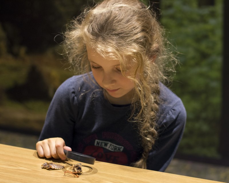 Занятие "PROнасекомых". Изображение 2