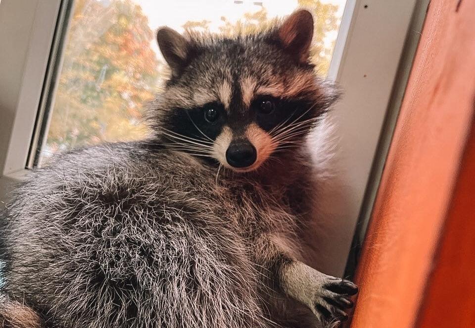 Антикафе "Енот-банда" на Семеновской. Изображение 4