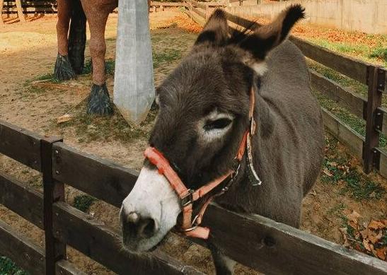 Национальный конный парк Русь. Изображение 9