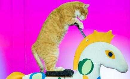 Я КЛОУН или КОТОСТРОЙКА. Изображение 5