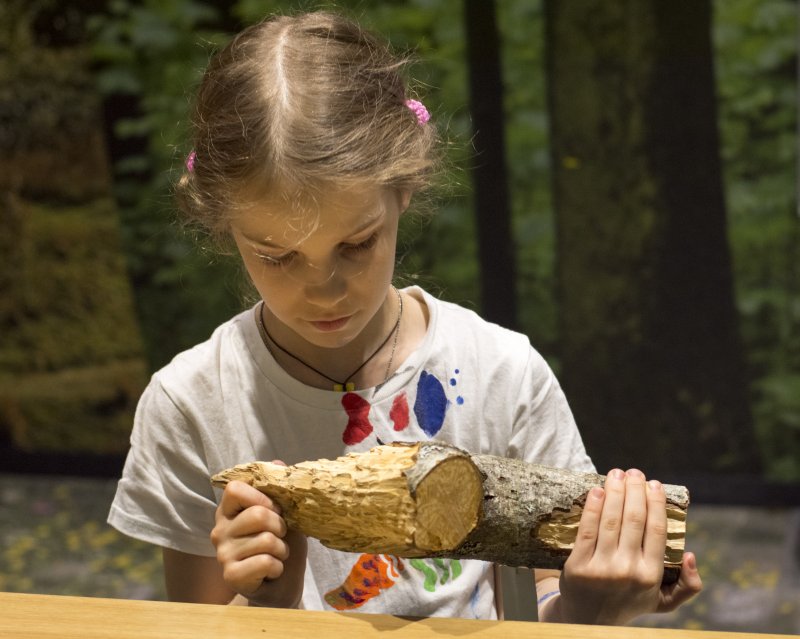 Занятие: Кто оставил след?. Изображение 2