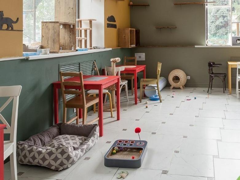 Котокафе "Котеешная №1". Изображение 4