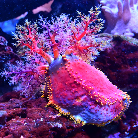 Крокус Сити Океанариум. Изображение 7