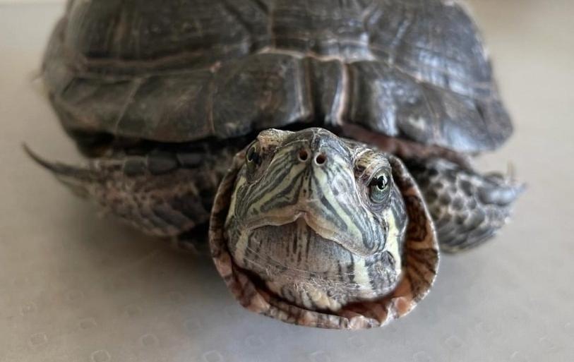 Антикафе с экзотариумом "Жучки-паучки". Изображение 8