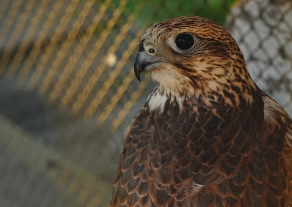 Планета обезьян. Изображение 11