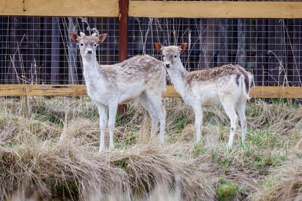 Экскурсия по вольерному комплексу Лосиной биостанции. Изображение 1