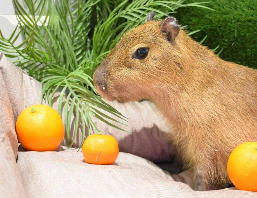 Бар Капибар. Изображение 10