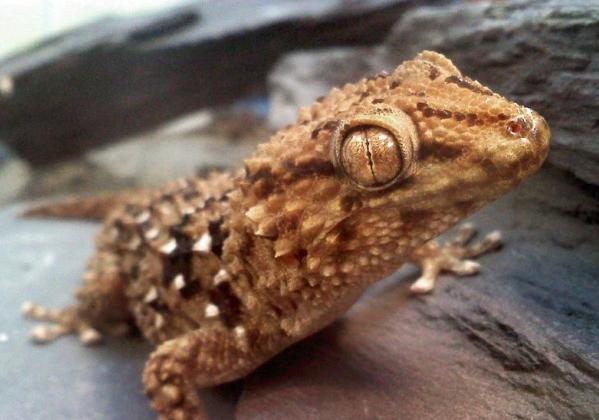 Антикафе с экзотариумом "Жучки-паучки". Изображение 7