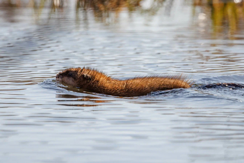 Орнитологическая экскурсия по понтонной экотропе. Изображение 6