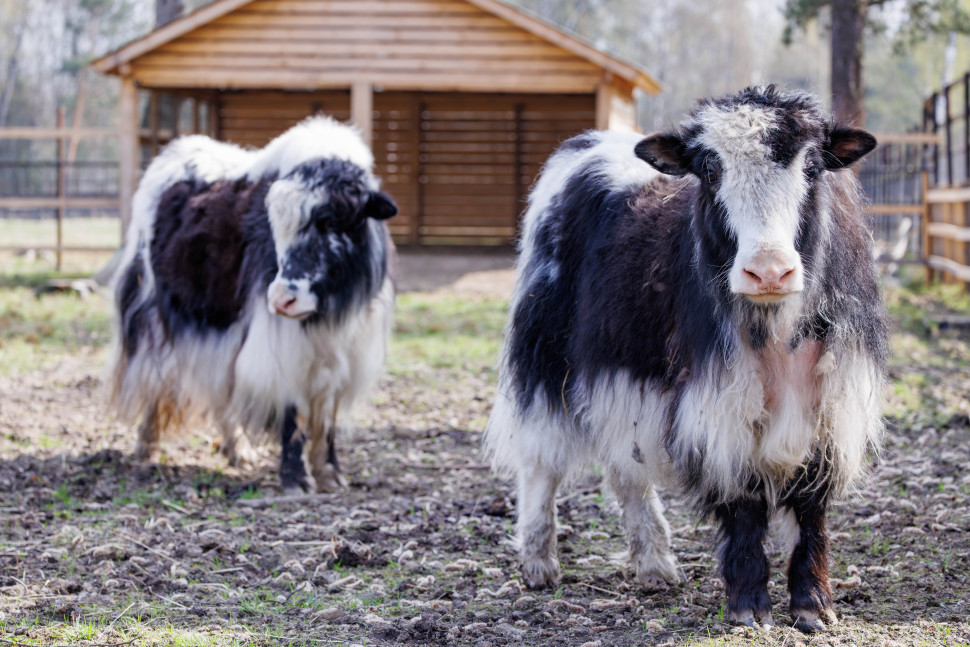 Экскурсия по вольерному комплексу Лосиной биостанции. Изображение 2
