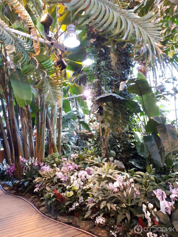 Новогоднее путешествие в тропики. Изображение 1