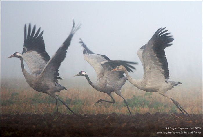 Государственный заказник "Журавлиная Родина". Изображение 3