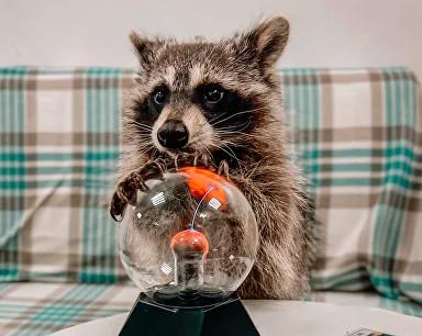 Антикафе "Енот-банда" на Сухаревской. Изображение 3