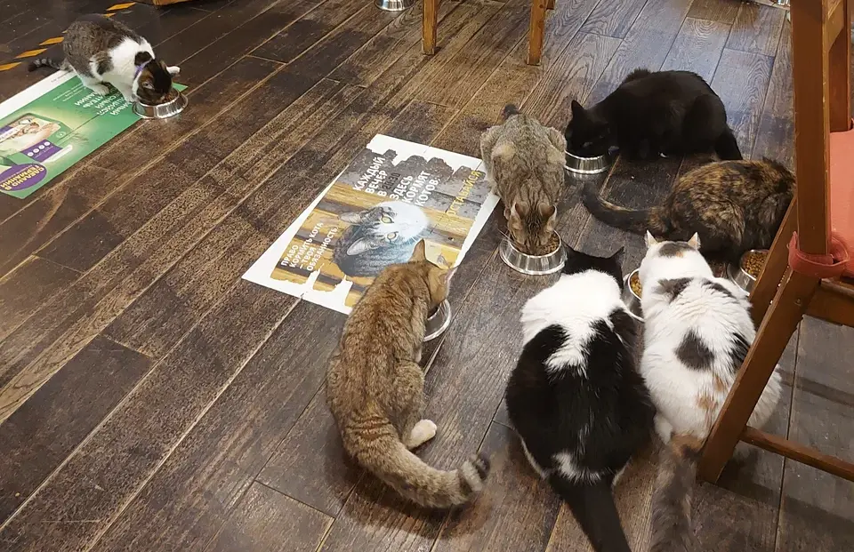 Котокафе "Котики и люди". Изображение 7