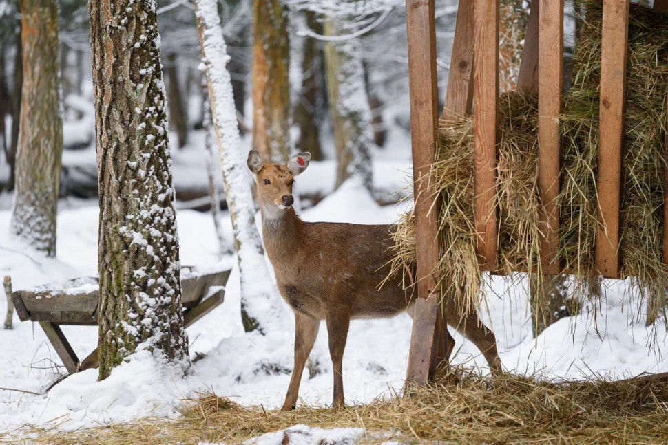 Оленья тропа. Изображение 2