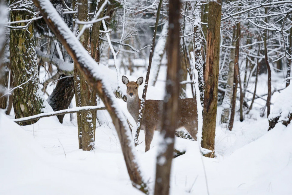 Оленья тропа. Изображение 4