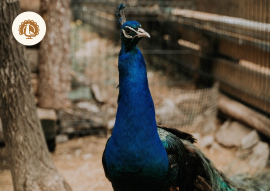 Зоопарк во Vnukovo Outlet Village. Изображение 3