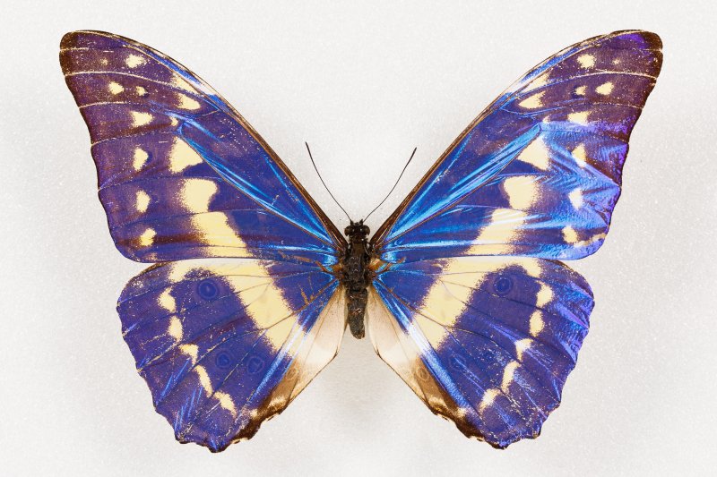 На крыльях бабочки. Изображение 4