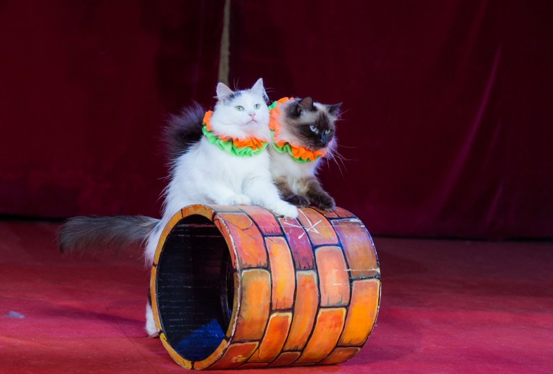 Театр кошек Куклачева. Изображение 10