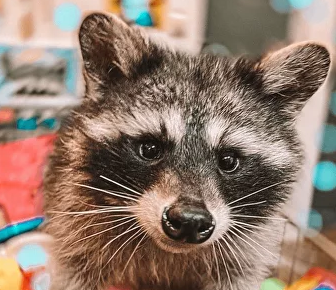 Антикафе "Енот-банда" на Сухаревской. Изображение 4