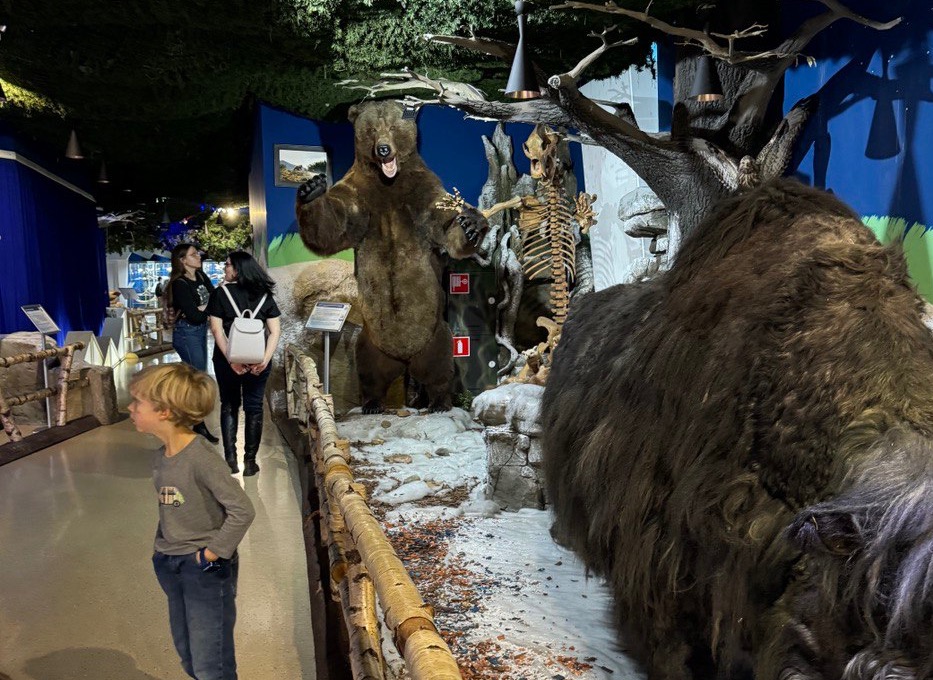 Выставка "Мамонт и его окружение". Изображение 7