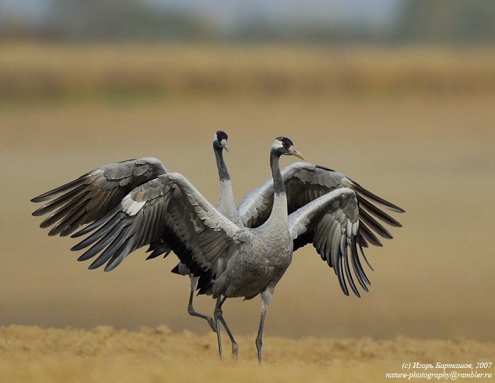 Государственный заказник "Журавлиная Родина". Изображение 2