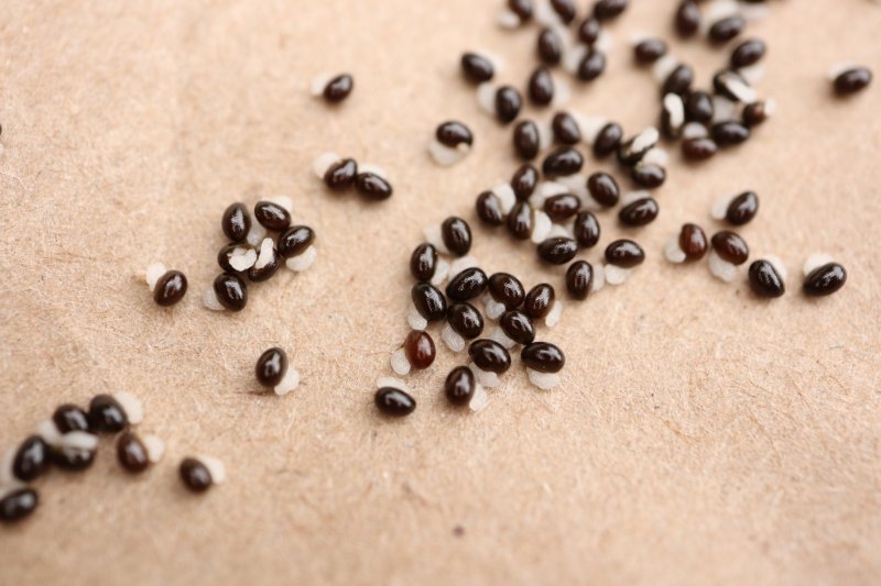 Занятие: Путешествие семечка. Изображение 3