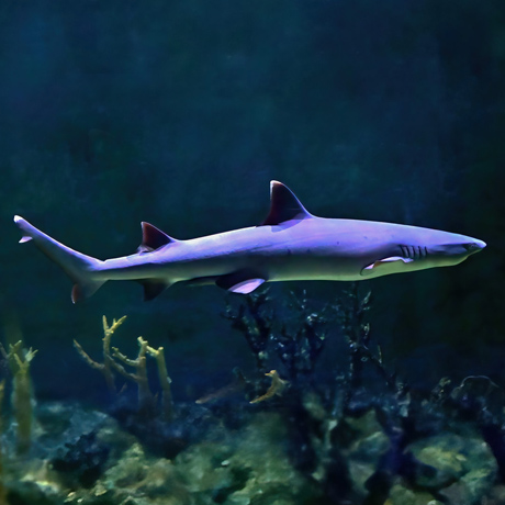 Крокус Сити Океанариум. Изображение 3