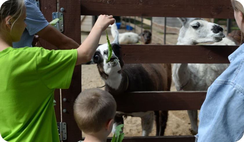 Зоопарк во Vnukovo Outlet Village. Изображение 2