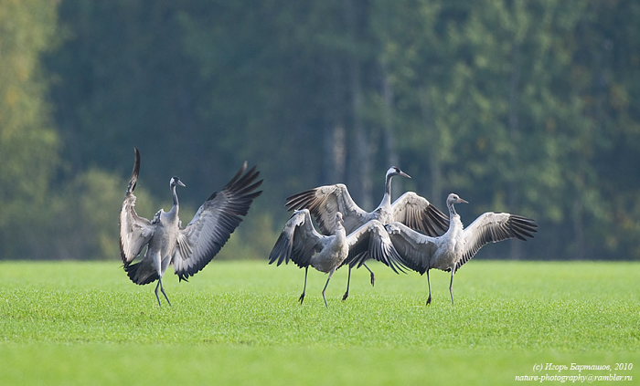 Государственный заказник "Журавлиная Родина". Изображение 1
